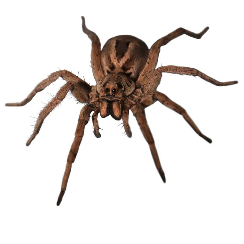 D-Tec Pest Solutions pest control work in Shailer Park