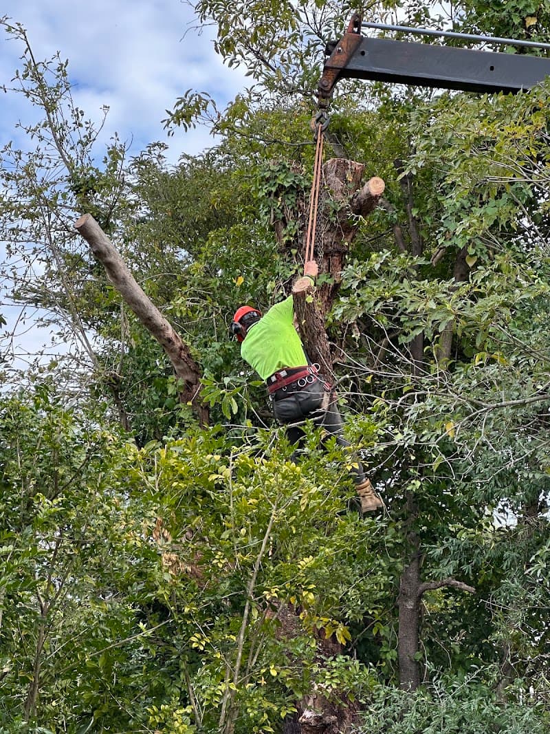 Dad and Dave's Tree Services tree services work in Kirrawee