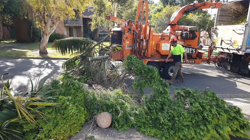 Dad and Dave's Tree Services tree services work in Kirrawee