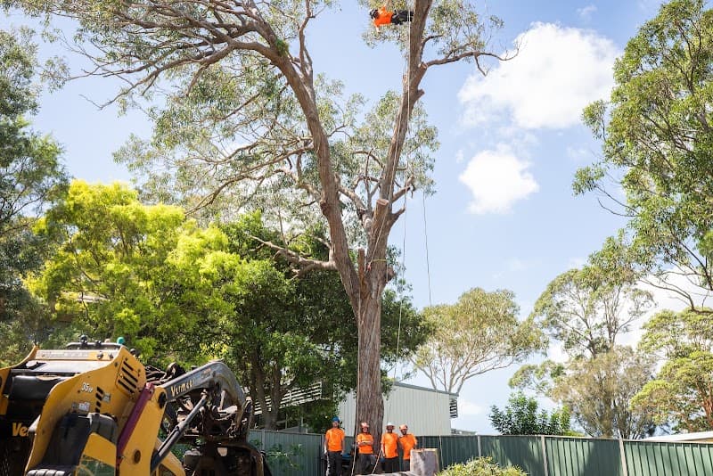 Daly Tree Contracting tree services work in Anna Bay