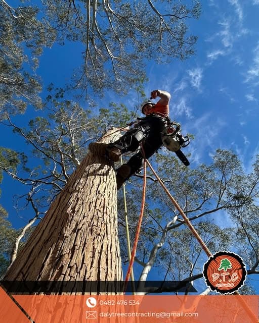 Daly Tree Contracting tree services work in Anna Bay