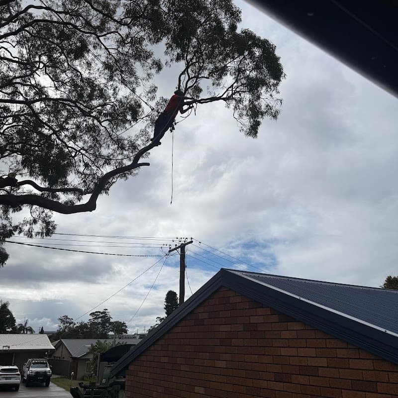 Daly Tree Contracting tree services work in Anna Bay