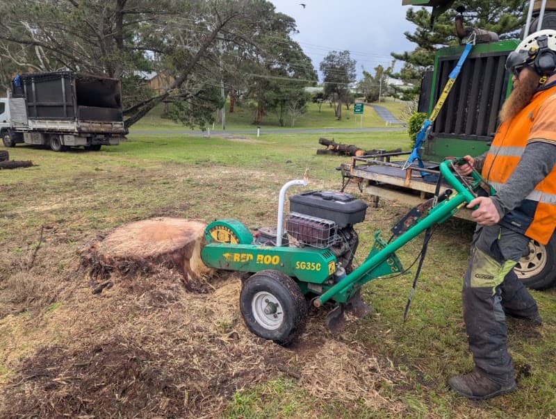 Daly Tree Contracting tree services work in Anna Bay