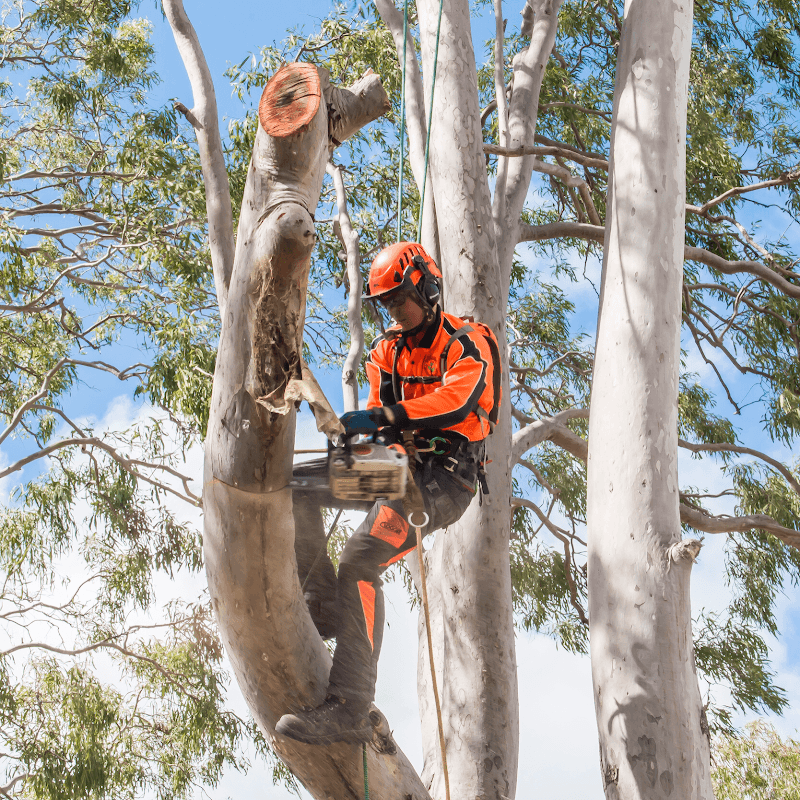 DAM Services - Diverse Asset Maintenance Services gardening work in Slade Point