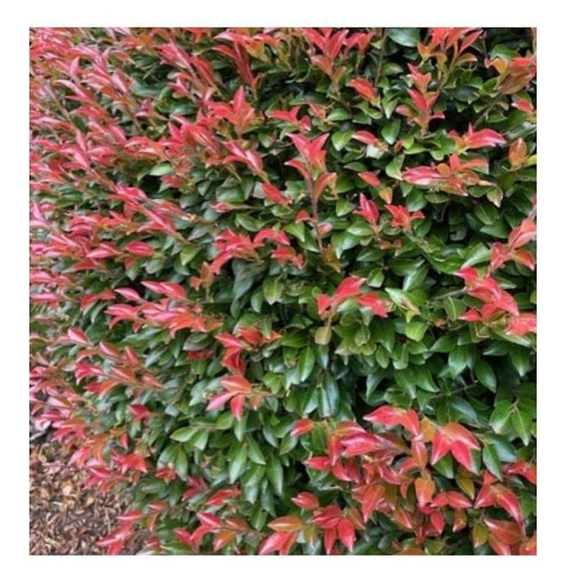 Damian's Gardening Services gardening work in Dandenong