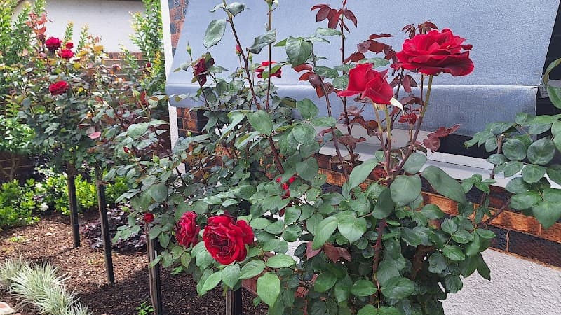 Damian's Gardening Services gardening work in Dandenong