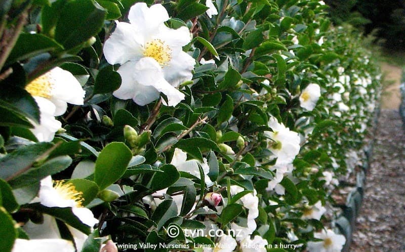 Damian's Gardening Services gardening work in Dandenong