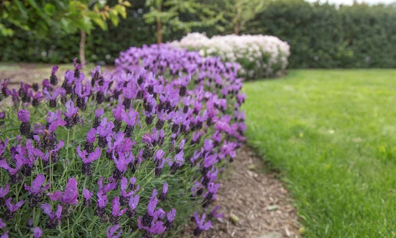 Damian's Gardening Services gardening work in Dandenong