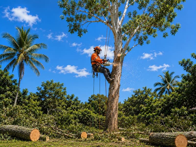 Darwin Tree Removal NT tree services work in Coconut Grove