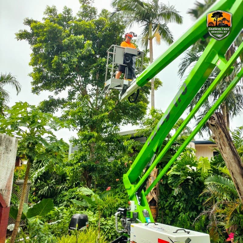 Darwin Tree Removal NT tree services work in Coconut Grove