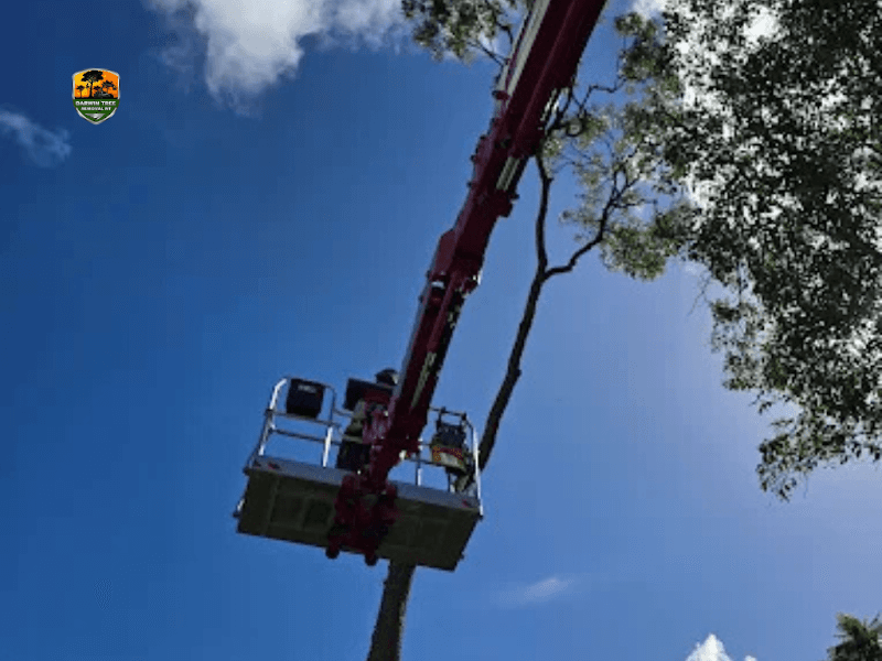 Darwin Tree Removal NT tree services work in Coconut Grove