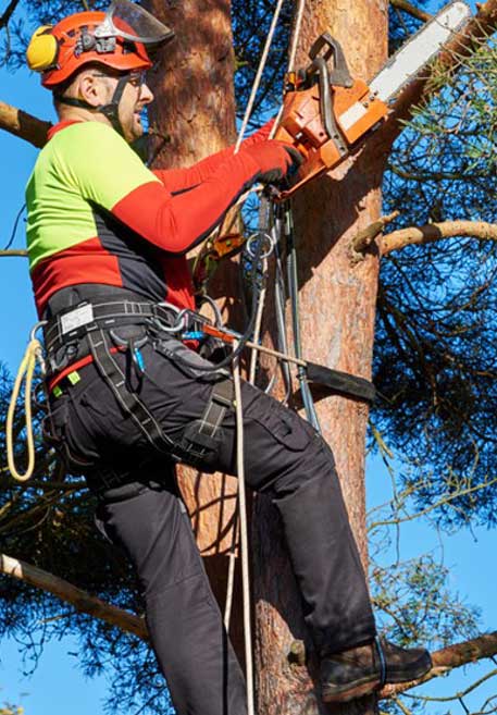 Darwin Tree Removal NT tree services work in Coconut Grove