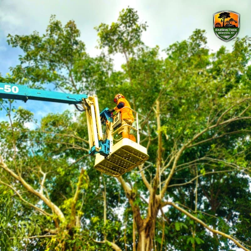 Darwin Tree Removal NT tree services work in Coconut Grove
