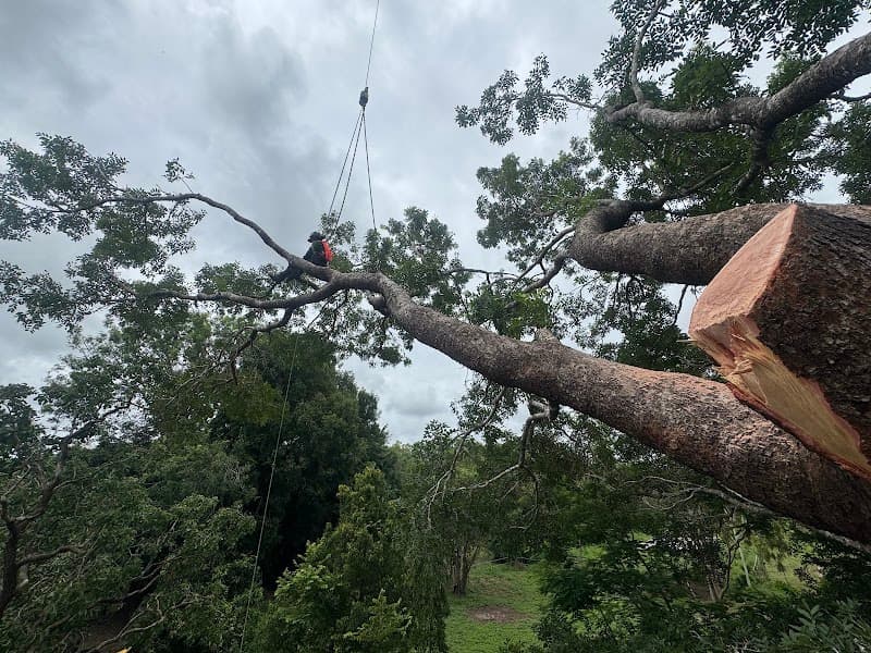 Darwin Tree Services - Arborists and Tree Removal tree services work in Virginia