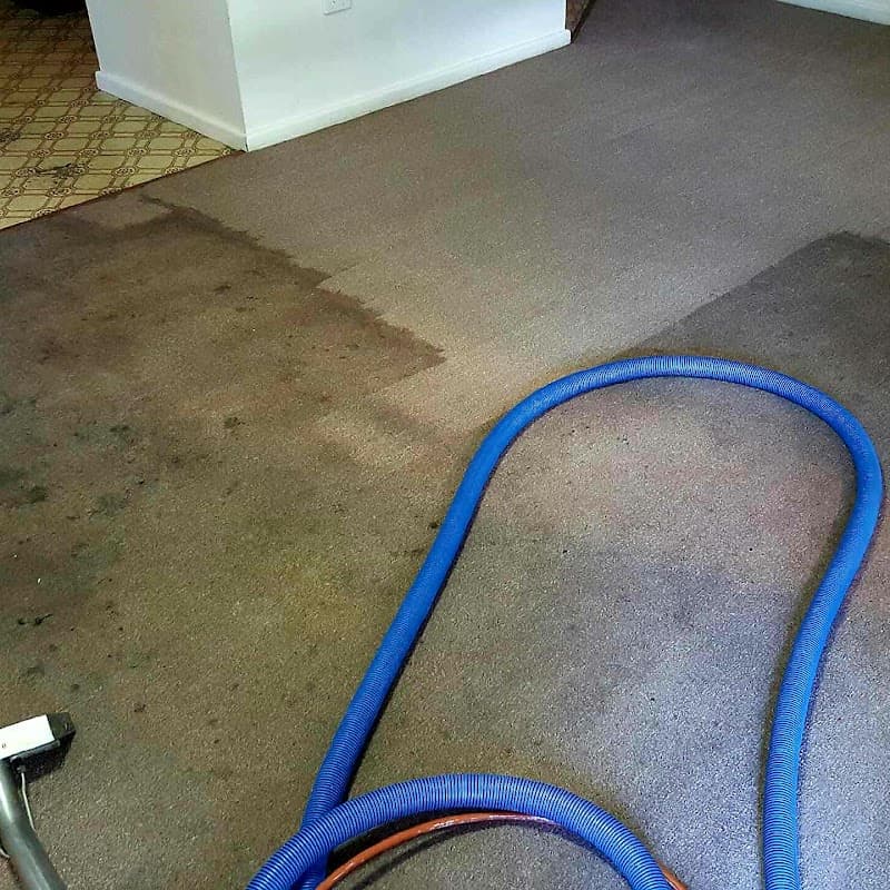 Dave's Extreme Bond and Carpet Cleaning carpet cleaning work in Cranbrook