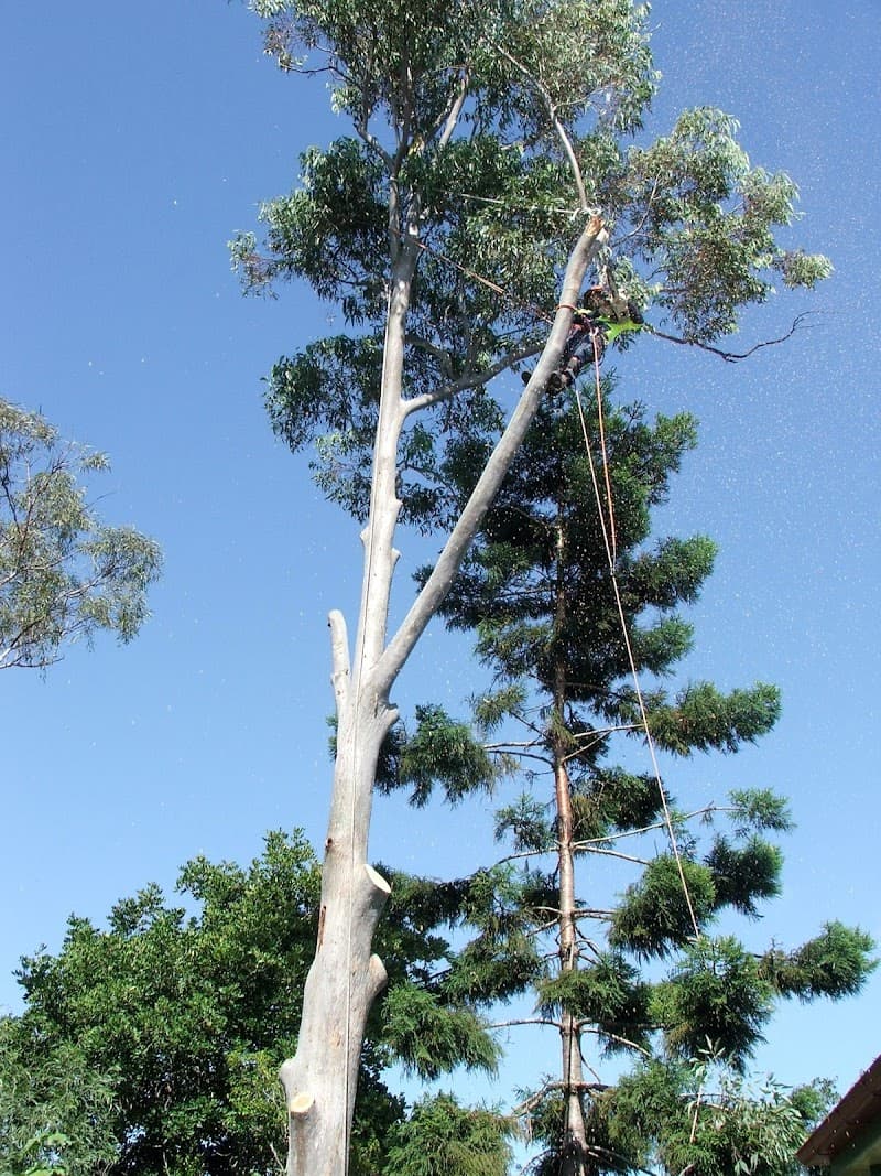 Dazza's Tree Services tree services work in Willowbank