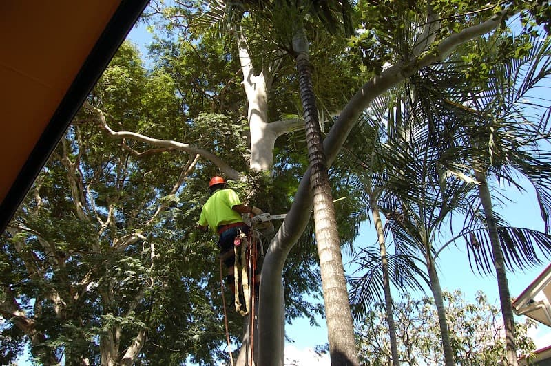 Dazza's Tree Services tree services work in Willowbank