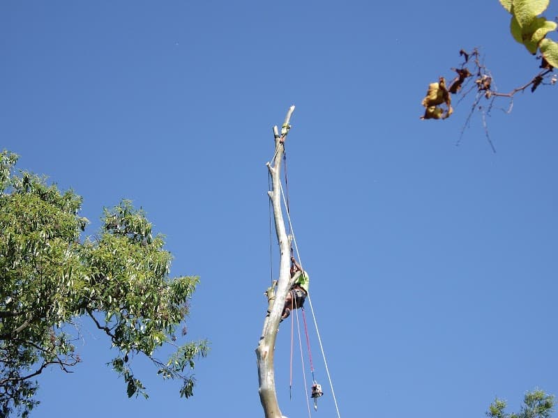 Dazza's Tree Services tree services work in Willowbank