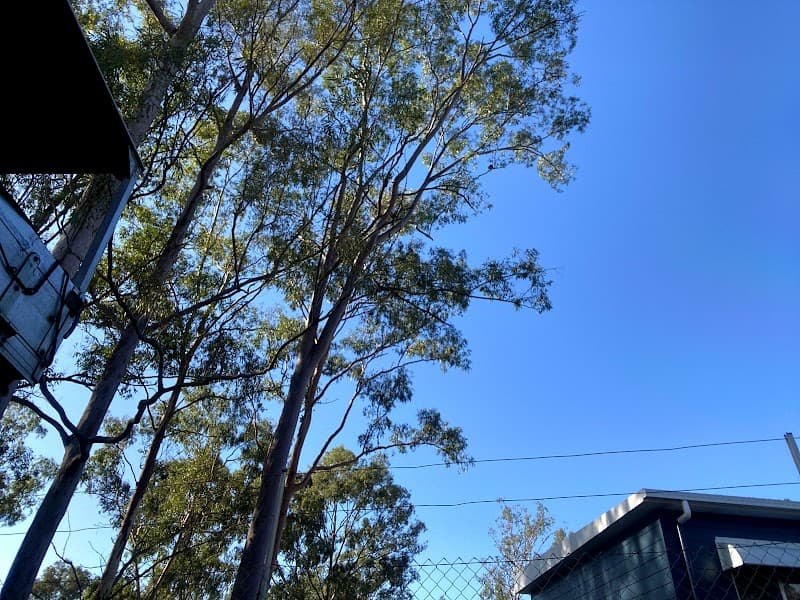 Dazza's Tree Services tree services work in Willowbank