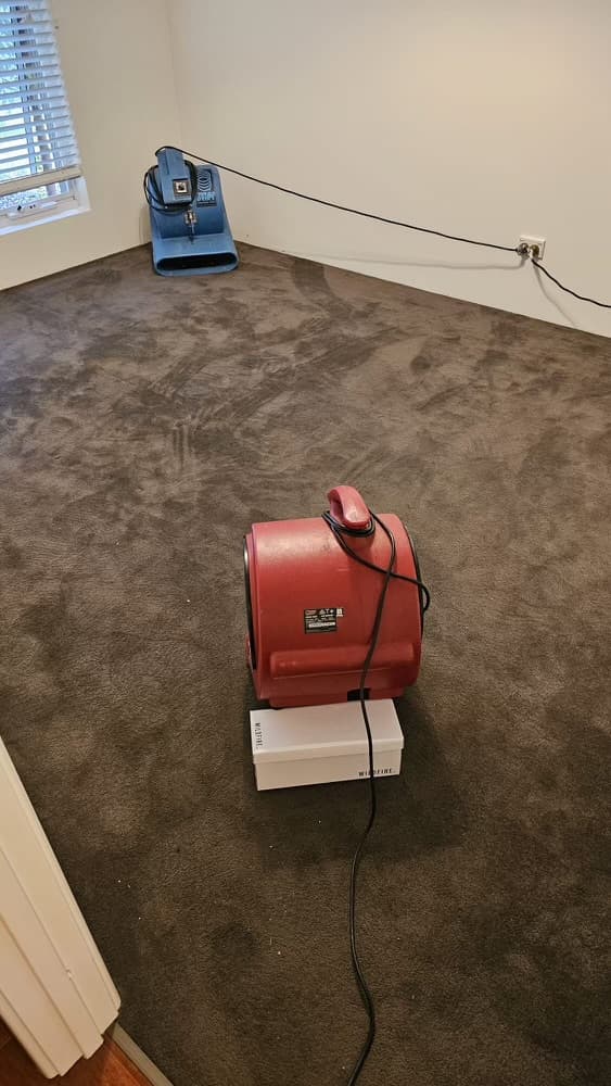 DD Carpet Cleaning Perth carpet cleaning work in Queens Park