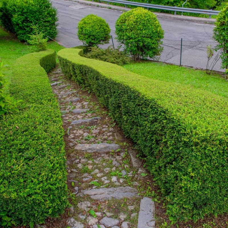 Dee Why Yards gardening work in Dee Why