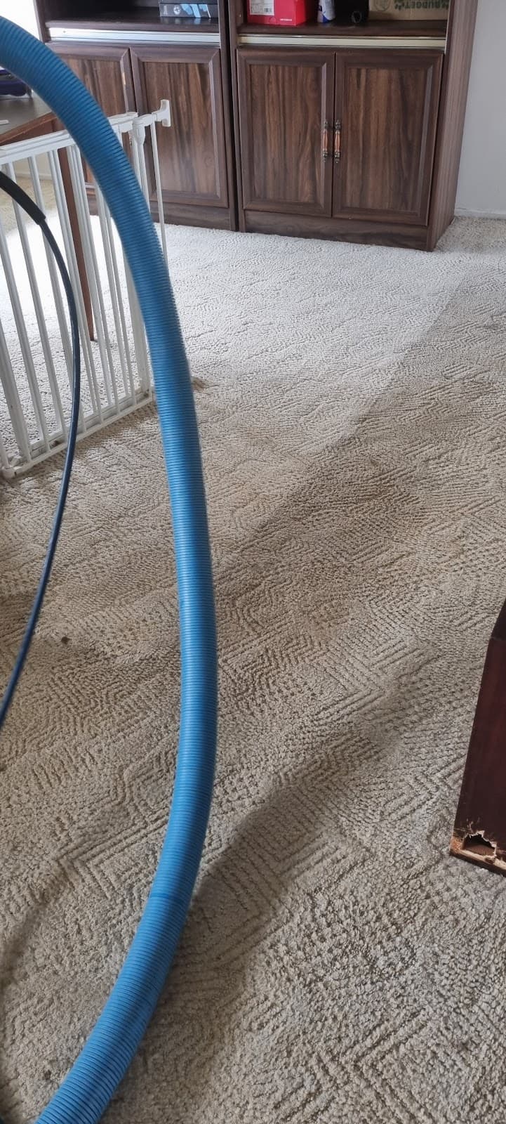 Dial a Carpet Cleaner & Pest Control carpet cleaning work in Mount Pleasant
