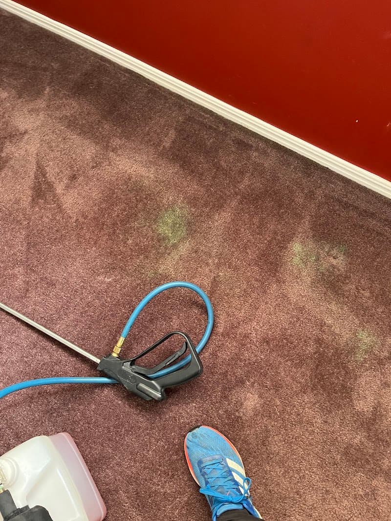 Dirty 2 Dazzling Carpet Cleaning and pest control carpet cleaning work in Flagstone Creek