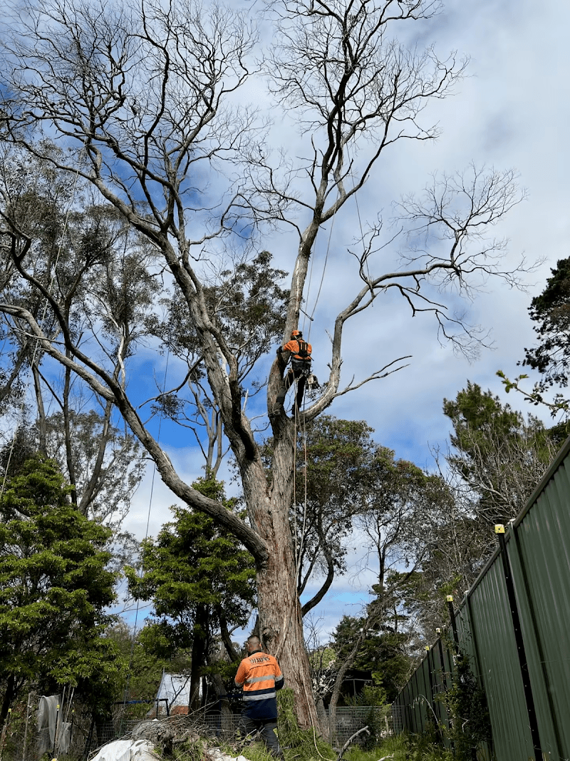 Dixons Trees tree services work in Springwood