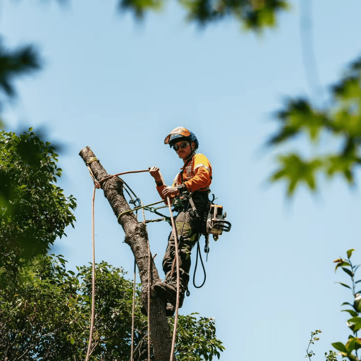 Dixons Trees tree services work in Springwood