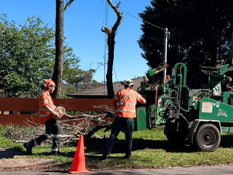 Dixons Trees tree services work in Springwood