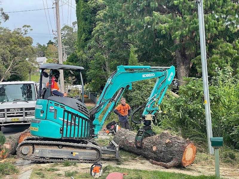 Dixons Trees tree services work in Springwood