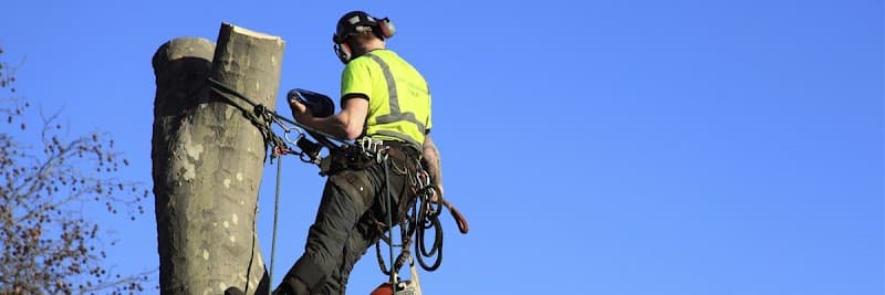 DJ Tree Services tree services work in Torrington