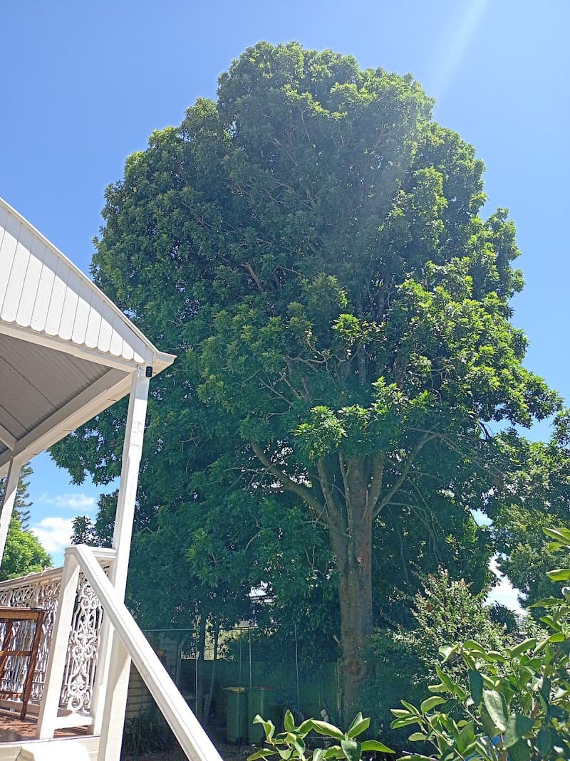 DJ Tree Services tree services work in Torrington