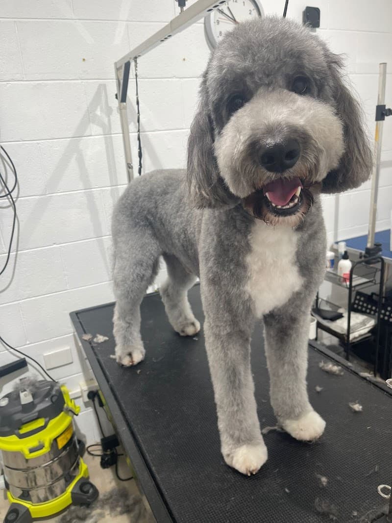 Dog Grooming Ascot dog grooming work in Ascot