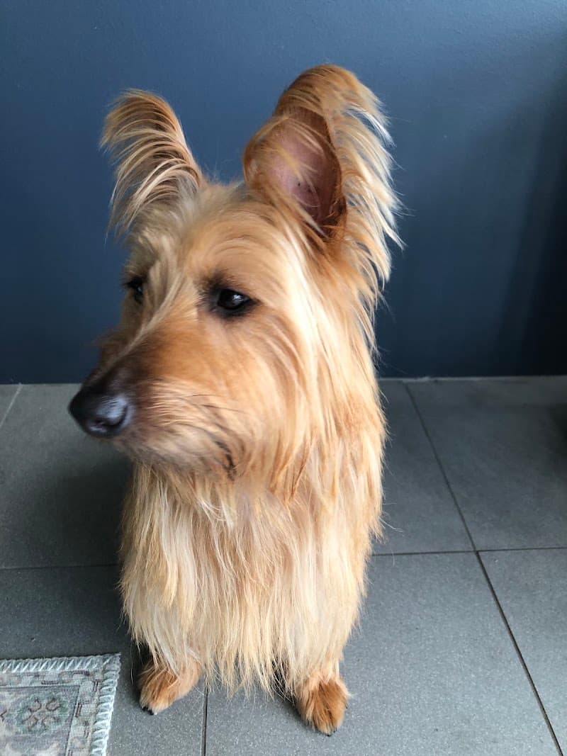 Dog Grooming Ascot dog grooming work in Ascot