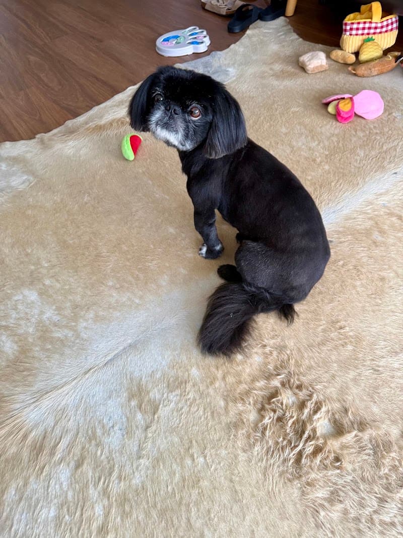Dog Grooming Ascot dog grooming work in Ascot