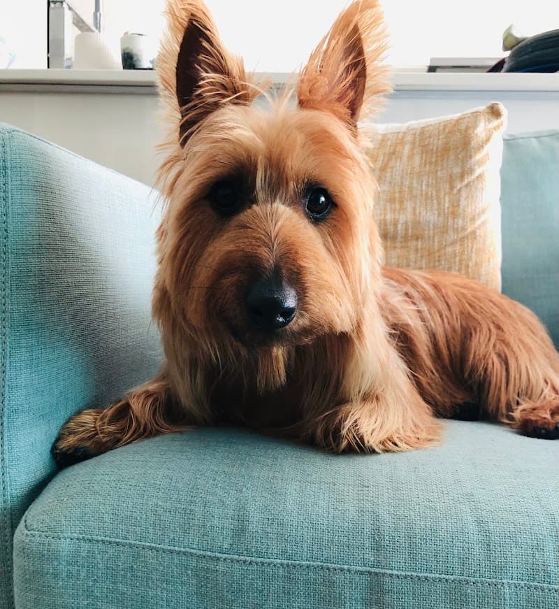 Dog Grooming Ascot dog grooming work in Ascot