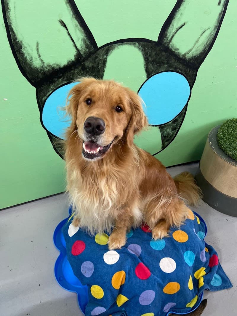 Doggy Day Care Brisbane pet sitting & house sitting work in South Brisbane