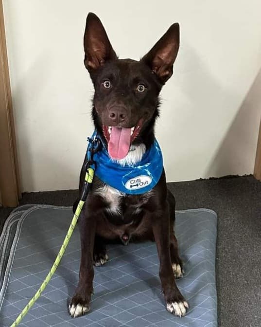Dogtraining101 Retail Dog Super Store and Training dog training work in Lawnton