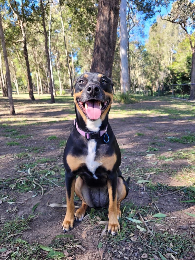 Dogtraining101 Retail Dog Super Store and Training dog training work in Lawnton