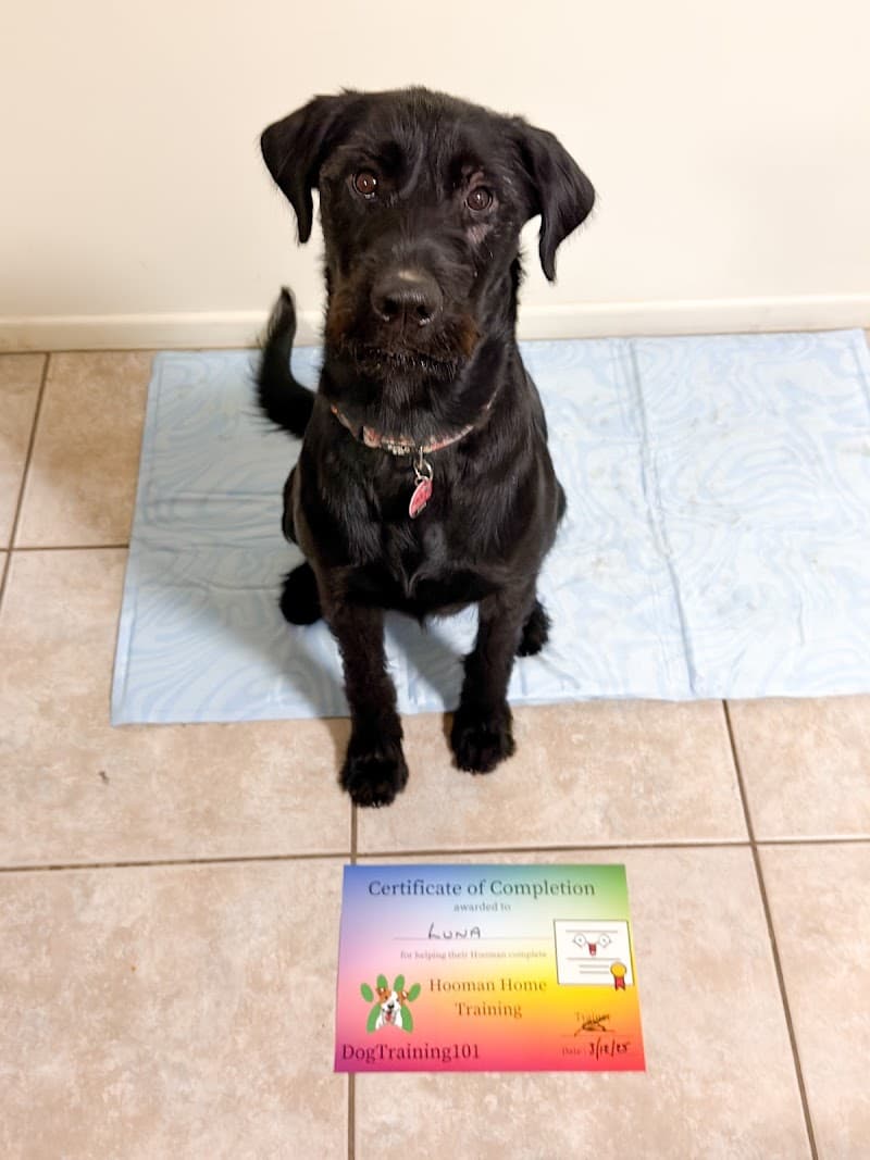 Dogtraining101 Retail Dog Super Store and Training dog training work in Lawnton
