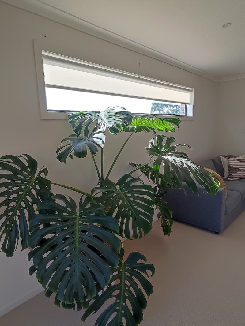 dollar curtains + blinds Geelong curtains & blinds work in East Geelong