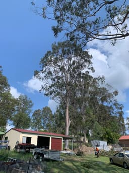 Don't Cut Yourself Tree Services