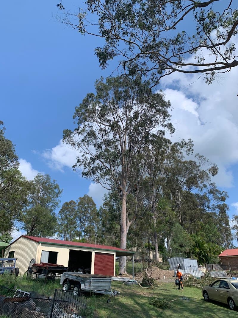 Don't Cut Yourself Tree Services tree services work in Munruben