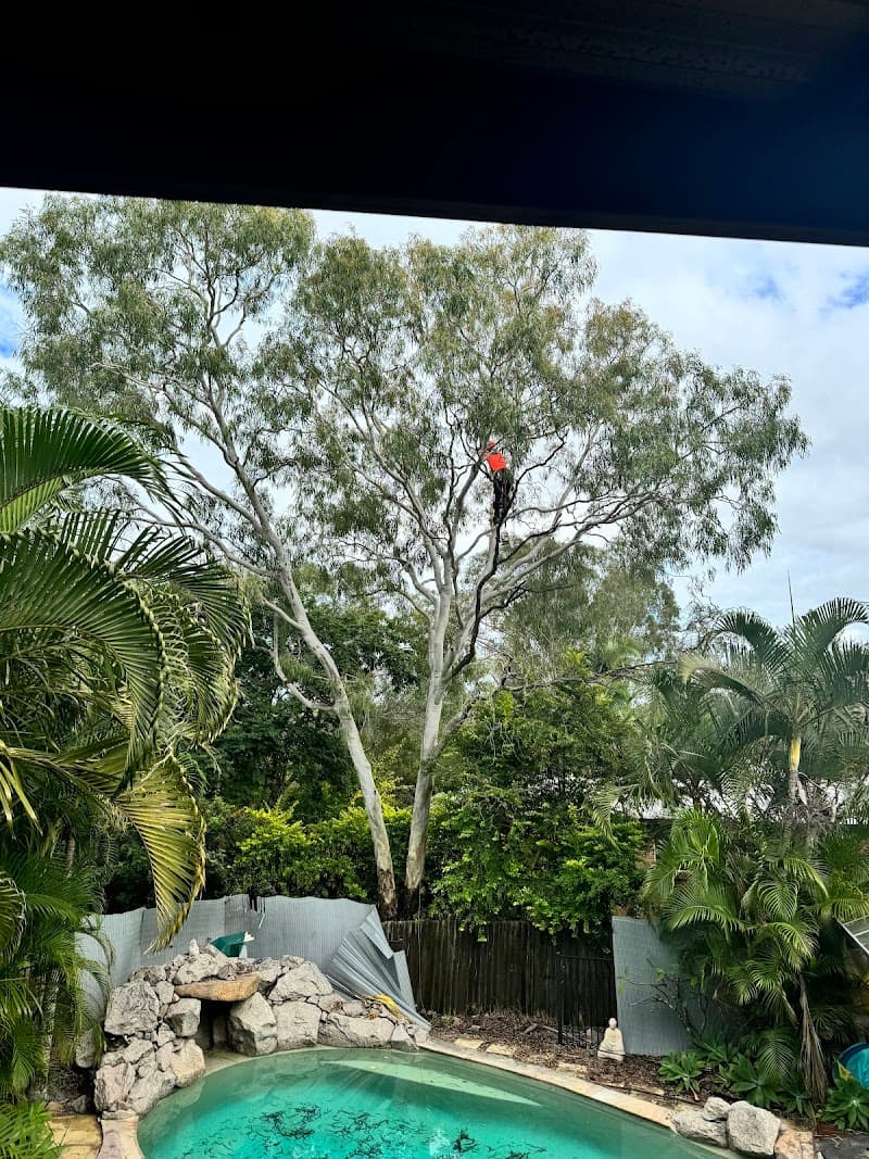 Don't Cut Yourself Tree Services tree services work in Munruben