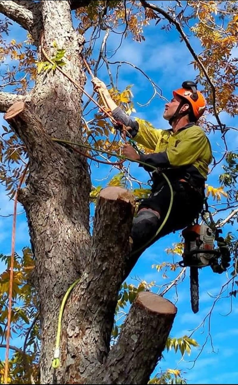Don't Cut Yourself Tree Services tree services work in Munruben