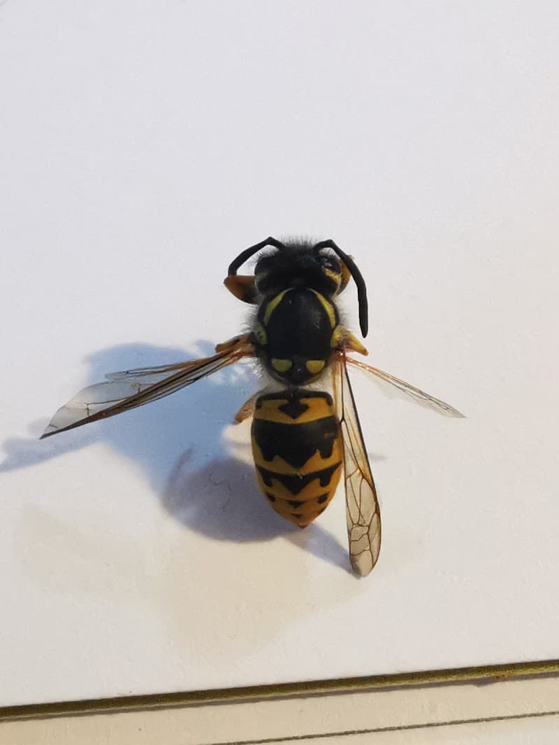Dr Maks Pest Control pest control work in MacGregor