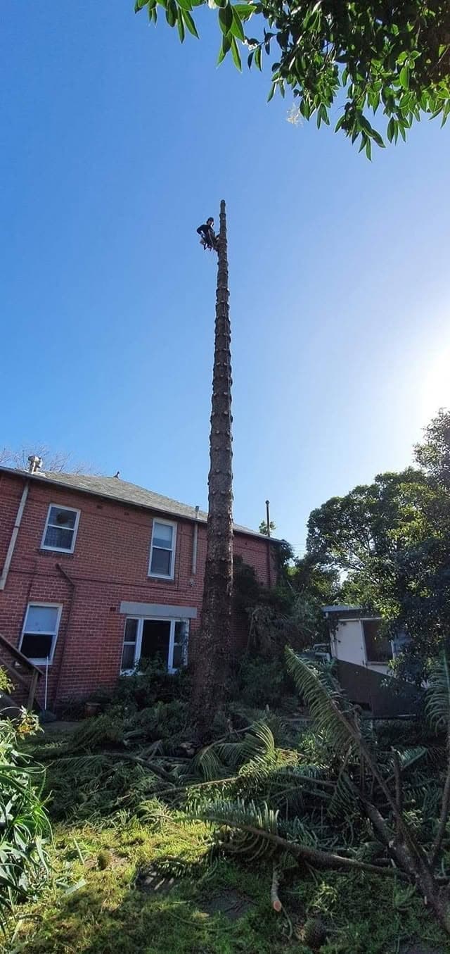 DTS Tree and Stump Removal tree services work in null