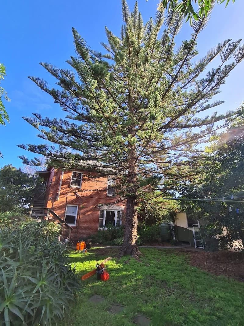DTS Tree and Stump Removal tree services work in null