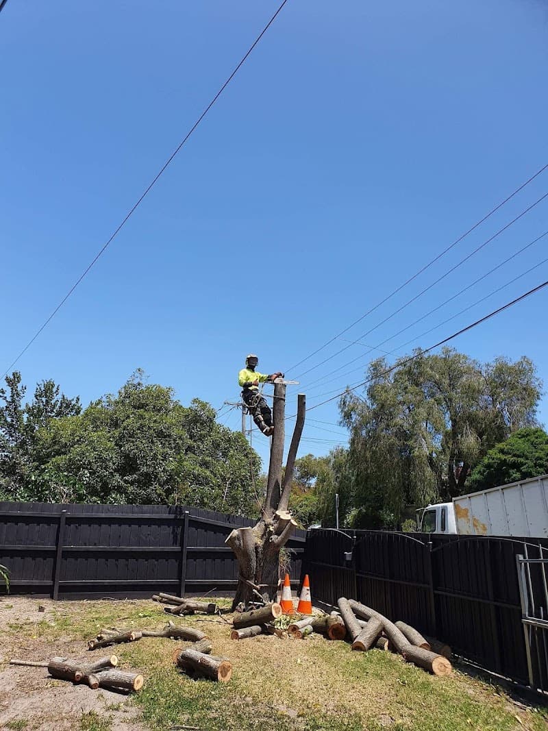 DTS Tree and Stump Removal tree services work in null